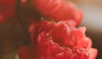 red roses